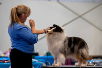 Dogshow 2023-03-04 Chicagoland Sheltland Sheepdog Club Specialty Day 1--100127