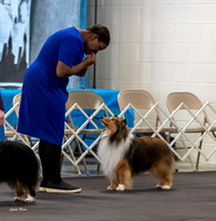 Dogshow 2023-03-04 Chicagoland Sheltland Sheepdog Club Specialty Day 1--101233