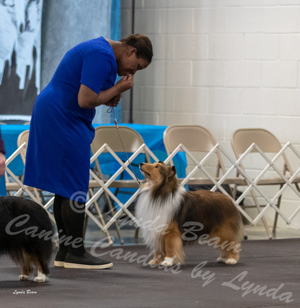 Dogshow 2023-03-04 Chicagoland Sheltland Sheepdog Club Specialty Day 1--101233