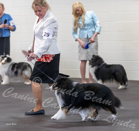 Dogshow 2023-03-04 Chicagoland Sheltland Sheepdog Club Specialty Day 1--101259