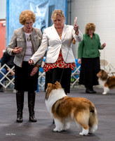 Dogshow 2023-03-04 Chicagoland Sheltland Sheepdog Club Specialty Day 1--150156