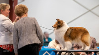 Dogshow 2023-03-04 Chicagoland Sheltland Sheepdog Club Specialty Day 1--150029