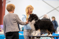 Dogshow 2023-03-04 Chicagoland Sheltland Sheepdog Club Specialty Day 1--130601