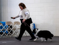 Dogshow 2023-03-05 Chicagoland Sheltland Sheepdog Club Specialty Day 2 Candids--092855-5