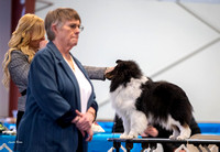 Dogshow 2023-03-05 Chicagoland Sheltland Sheepdog Club Specialty Day 2 Candids--093520