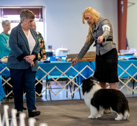 Dogshow 2023-03-05 Chicagoland Sheltland Sheepdog Club Specialty Day 2 Candids--093650