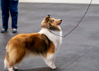 Dogshow 2023-03-05 Chicagoland Sheltland Sheepdog Club Specialty Day 2 Candids--094010
