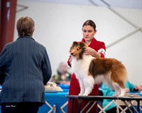 Dogshow 2023-03-05 Chicagoland Sheltland Sheepdog Club Specialty Day 2 Candids--094149