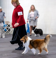 Dogshow 2023-03-05 Chicagoland Sheltland Sheepdog Club Specialty Day 2 Candids--094457-3