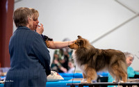 Dogshow 2023-03-05 Chicagoland Sheltland Sheepdog Club Specialty Day 2 Candids--094707
