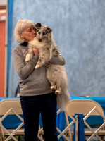 Dogshow 2023-03-05 Chicagoland Sheltland Sheepdog Club Specialty Day 2 Candids--094713