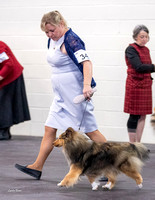 Dogshow 2023-03-05 Chicagoland Sheltland Sheepdog Club Specialty Day 2 Candids--094826