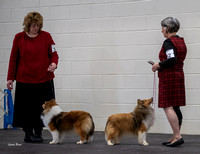 Dogshow 2023-03-05 Chicagoland Sheltland Sheepdog Club Specialty Day 2 Candids--095136