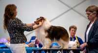 Dogshow 2023-03-05 Chicagoland Sheltland Sheepdog Club Specialty Day 2 Candids--104449