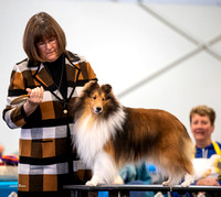 Dogshow 2023-03-05 Chicagoland Sheltland Sheepdog Club Specialty Day 2 Candids--104619