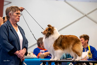 Dogshow 2023-03-05 Chicagoland Sheltland Sheepdog Club Specialty Day 2 Candids--104822
