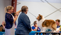 Dogshow 2023-03-05 Chicagoland Sheltland Sheepdog Club Specialty Day 2 Candids--104826