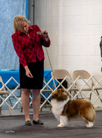 Dogshow 2023-03-05 Chicagoland Sheltland Sheepdog Club Specialty Day 2 Candids--105231