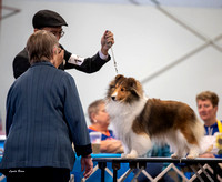 Dogshow 2023-03-05 Chicagoland Sheltland Sheepdog Club Specialty Day 2 Candids--105011-2