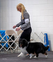 Dogshow 2023-03-05 Chicagoland Sheltland Sheepdog Club Specialty Day 2 Candids--090601-2