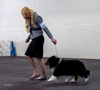 Dogshow 2023-03-05 Chicagoland Sheltland Sheepdog Club Specialty Day 2 Candids--090735