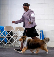Dogshow 2023-03-05 Chicagoland Sheltland Sheepdog Club Specialty Day 2 Candids--091210-2