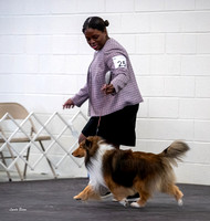 Dogshow 2023-03-05 Chicagoland Sheltland Sheepdog Club Specialty Day 2 Candids--091210