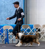Dogshow 2023-03-05 Chicagoland Sheltland Sheepdog Club Specialty Day 2 Candids--091611-3