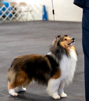 Dogshow 2023-03-05 Chicagoland Sheltland Sheepdog Club Specialty Day 2 Candids--092239