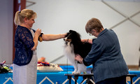 Dogshow 2023-03-05 Chicagoland Sheltland Sheepdog Club Specialty Day 2 Candids--092013