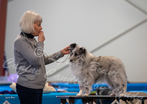 Dogshow 2023-03-05 Chicagoland Sheltland Sheepdog Club Specialty Day 2 Candids--082157