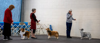 Dogshow 2023-03-05 Chicagoland Sheltland Sheepdog Club Specialty Day 2 Candids--082415