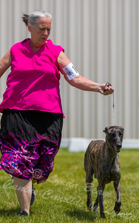 Dogshow 2022-06-19 Northeastern Illinois Kennel Club--124132-3