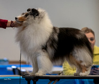 Dogshow 2023-03-05 Chicagoland Sheltland Sheepdog Club Specialty Day 2 Candids--141348-2