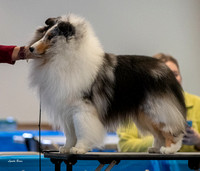 Dogshow 2023-03-05 Chicagoland Sheltland Sheepdog Club Specialty Day 2 Candids--141348