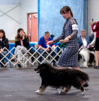 Dogshow 2023-03-05 Chicagoland Sheltland Sheepdog Club Specialty Day 2 Candids--141014-3