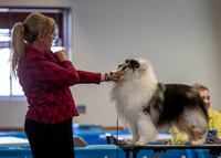 Dogshow 2023-03-05 Chicagoland Sheltland Sheepdog Club Specialty Day 2 Candids--141352