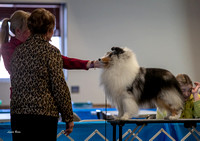 Dogshow 2023-03-05 Chicagoland Sheltland Sheepdog Club Specialty Day 2 Candids--141409