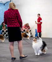 Dogshow 2023-03-05 Chicagoland Sheltland Sheepdog Club Specialty Day 2 Candids--141602