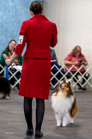 Dogshow 2023-03-05 Chicagoland Sheltland Sheepdog Club Specialty Day 2 Candids--142123