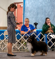 Dogshow 2023-03-05 Chicagoland Sheltland Sheepdog Club Specialty Day 2 Candids--142201-2