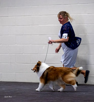 Dogshow 2023-03-05 Chicagoland Sheltland Sheepdog Club Specialty Day 2 Candids--142425