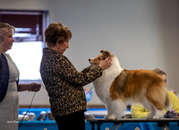 Dogshow 2023-03-05 Chicagoland Sheltland Sheepdog Club Specialty Day 2 Candids--142455