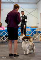 Dogshow 2023-03-05 Chicagoland Sheltland Sheepdog Club Specialty Day 2 Candids--142817