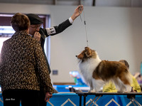 Dogshow 2023-03-05 Chicagoland Sheltland Sheepdog Club Specialty Day 2 Candids--143013