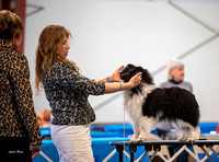 Dogshow 2023-03-05 Chicagoland Sheltland Sheepdog Club Specialty Day 2 Candids--130005