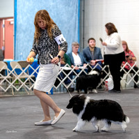 Dogshow 2023-03-05 Chicagoland Sheltland Sheepdog Club Specialty Day 2 Candids--130128-3
