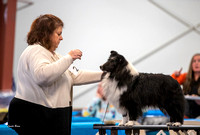 Dogshow 2023-03-05 Chicagoland Sheltland Sheepdog Club Specialty Day 2 Candids--130402