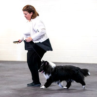 Dogshow 2023-03-05 Chicagoland Sheltland Sheepdog Club Specialty Day 2 Candids--130551