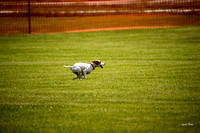 Dogshow 2016-06-11 Oak Creek CAT--105129-5